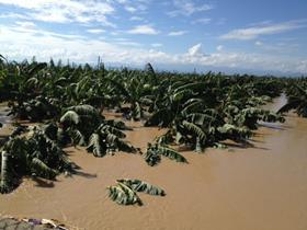Philippine bananas Bopha floods
