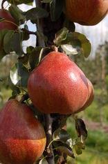 Dutch and Belgian top fruit weathers frost