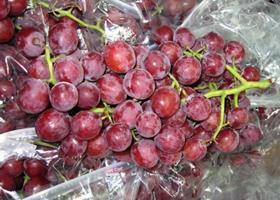 Peruvian grapes Stepac Xtend