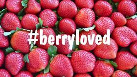 Queensland strawberry growers Berryloved