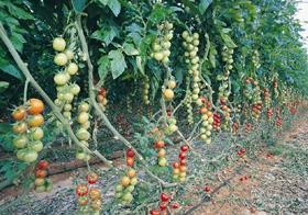 Israeli tomatoes