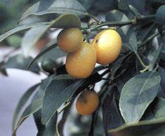 Spanish citrus sector suffers
