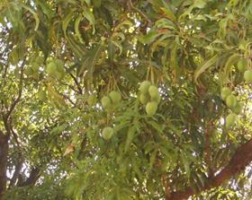 Indian mangoes on tree