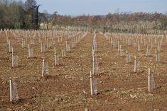Ten hectares at Leckford have been given over to the traditional apple range
