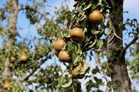 Oppy Southern Hemisphere pears