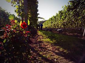 Gusbourne grape harvest
