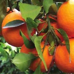 Israel citrus