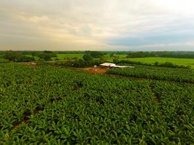 Ecuador banana plantation