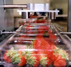 Strawberries take sporting chance