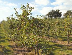 Orchard Picture in Ireland