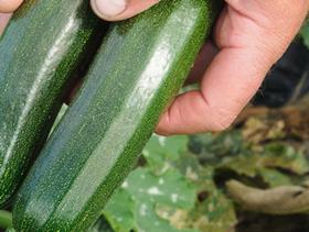 Prince de Bretagne courgettes