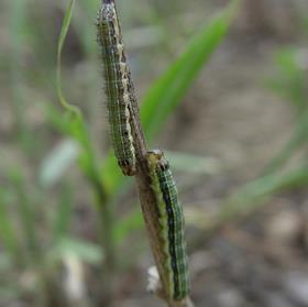 Fall Armyworm_Credit Chazz Hesselein