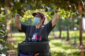 Picking kiwifruit