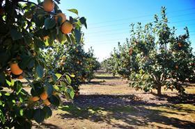 Persimon farm Spain