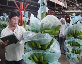 Philippines banana inspection