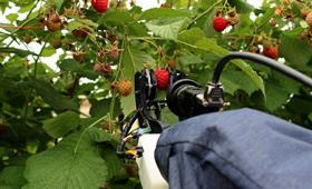 Raspberry harvester - credit University of Plymouth