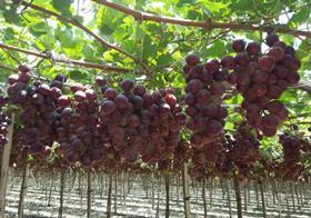 Peru Sweet Celebration grapes Oppy