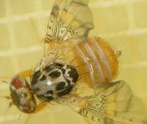 White striped fruit fly