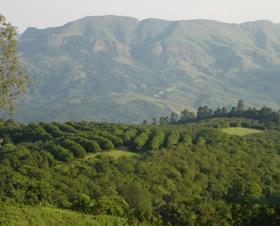 South Africa avocados landscape