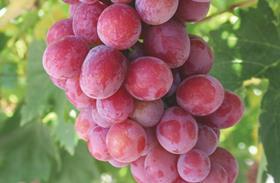 Ralli grapes