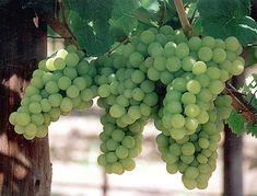 Disquiet in the Cape vineyards