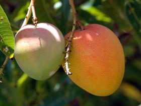 Indian mangoes