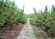 European apple and pear crops have seen a dip