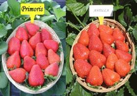 Primoris Antilla strawberries