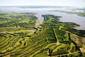 Uruguay citrus landscape Caputto