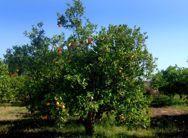 Canavese citrus