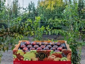 Chilean plums systems approach