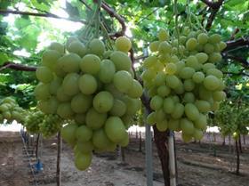 Vitis grapes