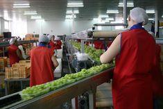The age of the punnet