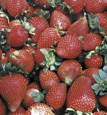strawbs are high in vitamin C...