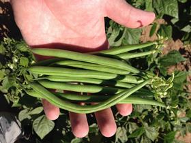 Senegal green beans_2