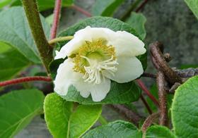 Male kiwifruit flower CREDIT TO: Markus Nolf