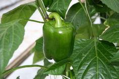 ...and so are green peppers