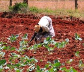 Kenya farmer