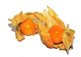 Physalis