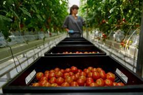 CREDIT Magnit TAGS tomatoes greenhouse _upload_iblock_814_SR1A9152