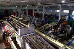 Italian citrus gains ground