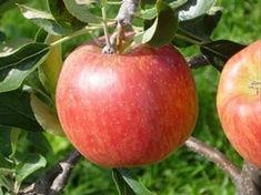 The Zari apple variety