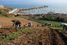 Jersey Royal sales have been boosted