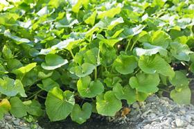 Northern Irish Wasabi Plants