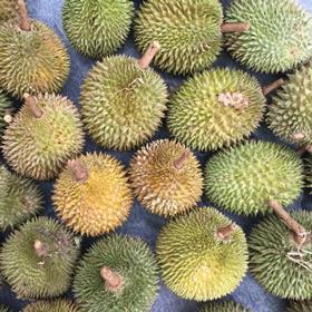 GEN durian fruit