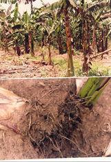 Banana crop damaged by nematode worms