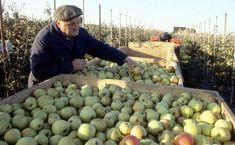 Polish apple growers' threat to processors