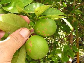 Citrus canker lime free use
