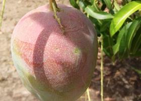 SIIM West Africa mangoes on tree