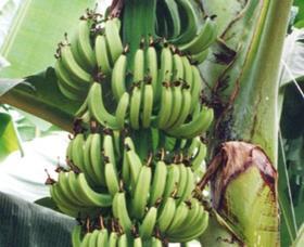 Ghana bananas